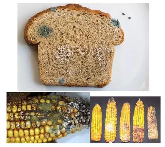 1462244615279491.jpg 15972558_550x550_0.jpg