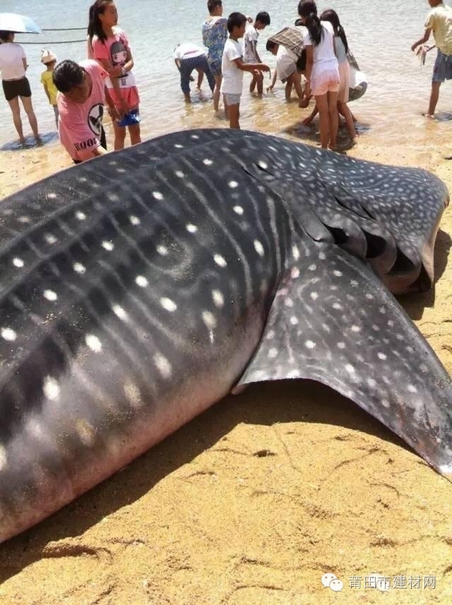 1467603096100470.jpg 0 (2).jpg