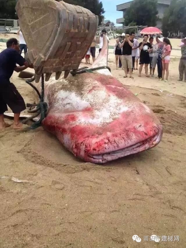 1467603464498652.jpg 0 (9).jpg