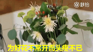 1475632393121904.gif 0 (6).gif