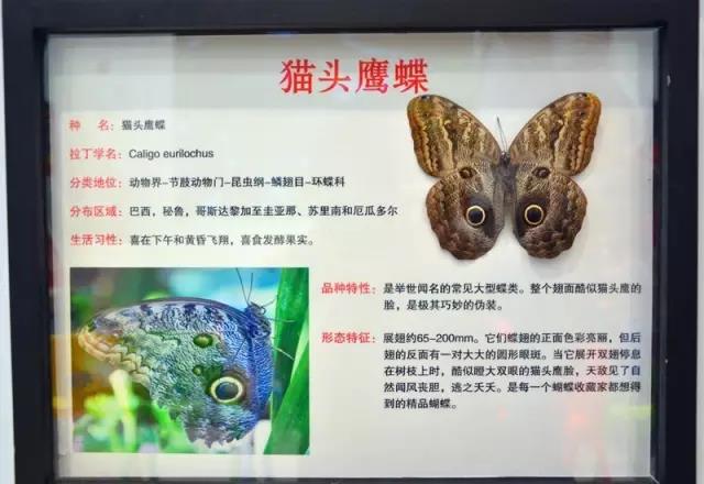 1487464332112360.jpg 6.jpg