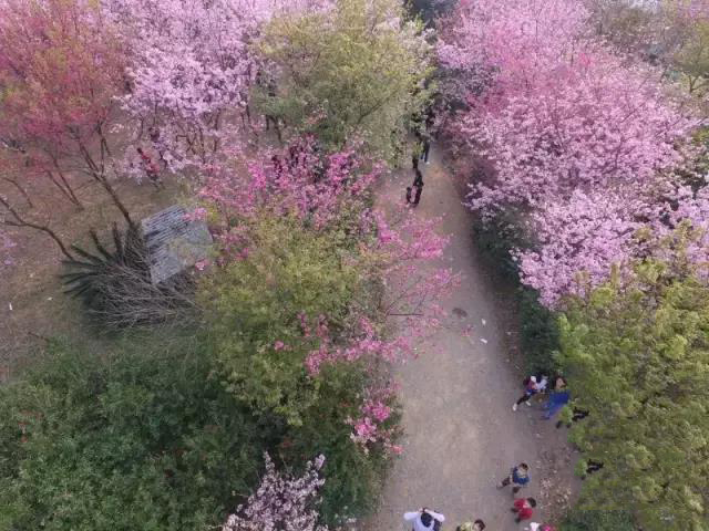 1491353688735154.jpg 9.jpg