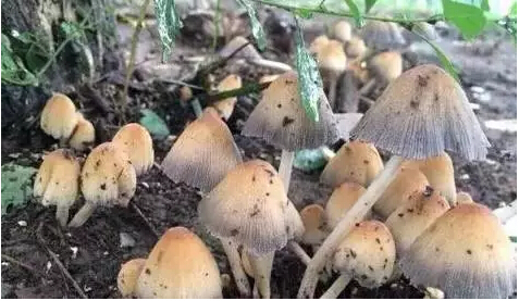 1498007451616946.jpg 21.jpg