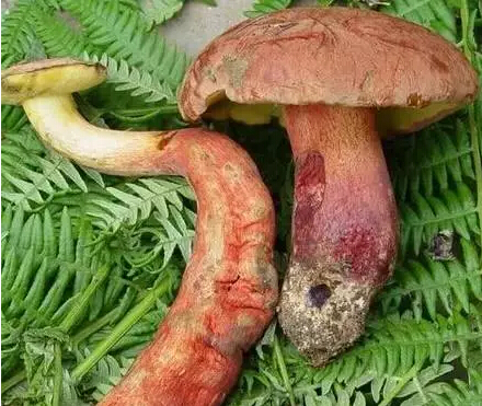 1498007469112609.jpg 26.jpg