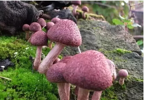 1498007478495252.jpg 28.jpg