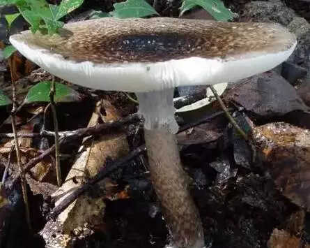 1498007489390427.jpg 30.jpg