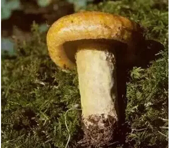 1498007504625251.jpg 32.jpg