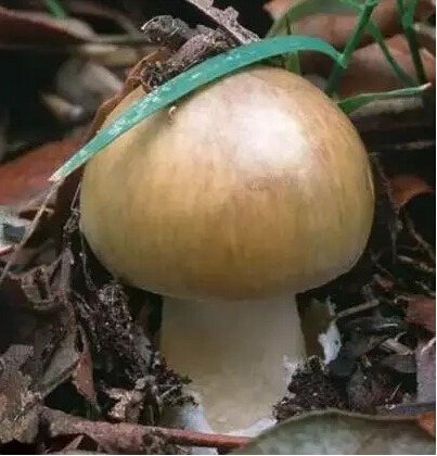 1498007517137094.jpg 34.jpg