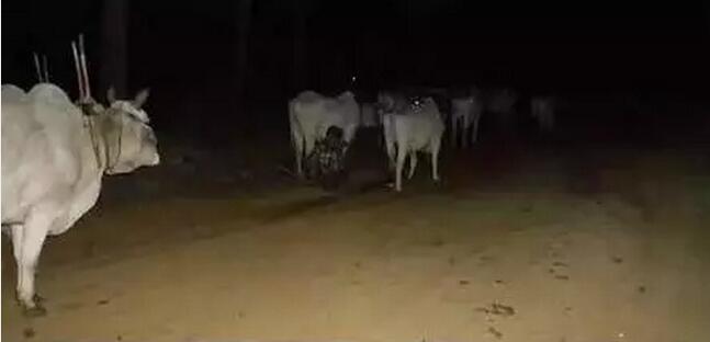 1500340483115746.jpg 35.jpg